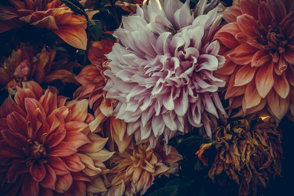 Choisissez la Perfection : Guide Innovant pour Sélectionner Votre Table à Manger Idéale