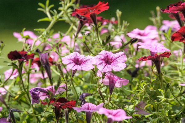 Inspirez-vous des Piscines Luxueuses : Idées Décoratives pour un Luxe Inégalé